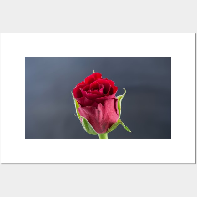 Red Rose side view Wall Art by Russell102